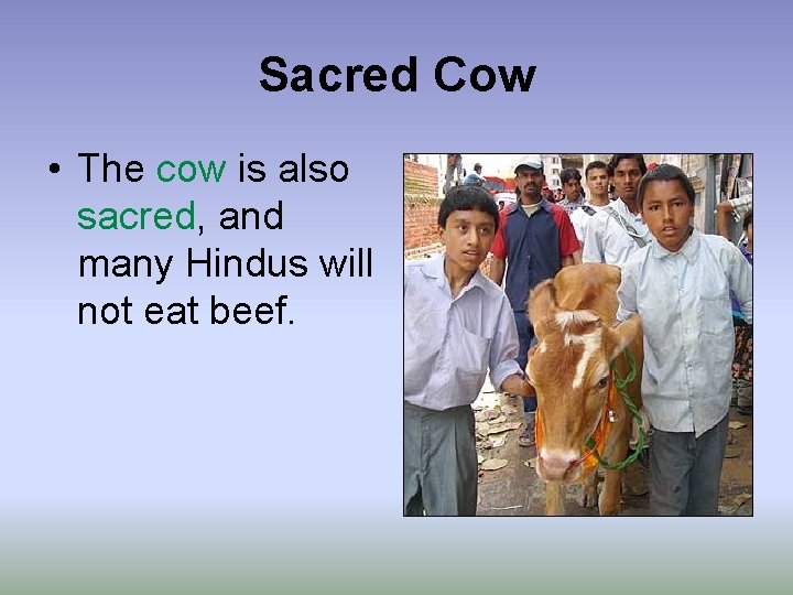 Sacred Cow • The cow is also sacred, and many Hindus will not eat