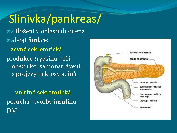 Slinivka/pankreas/ Uložení v oblasti duodena dvojí funkce: -zevně sekretorická produkce trypsinu –při obstrukci samonatrávení