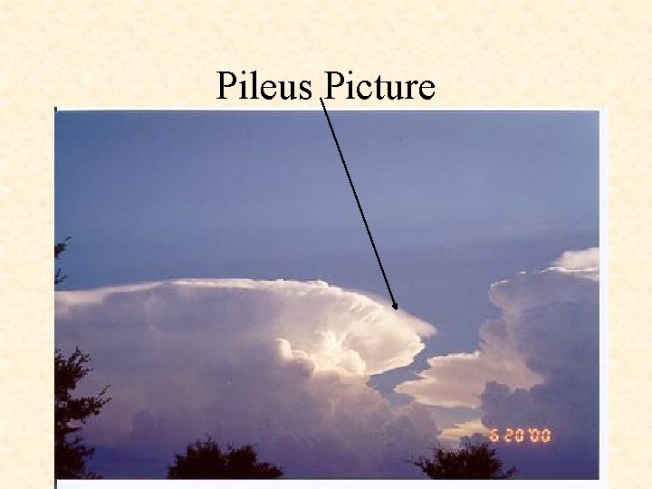 Pileus Picture 