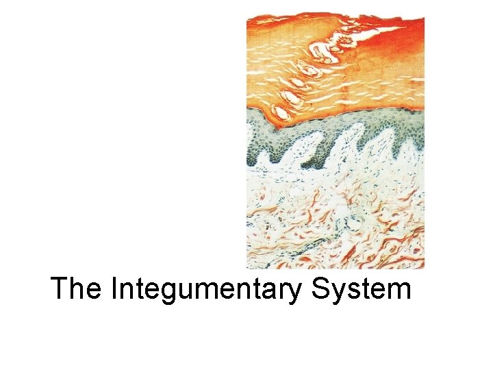 The Integumentary System 