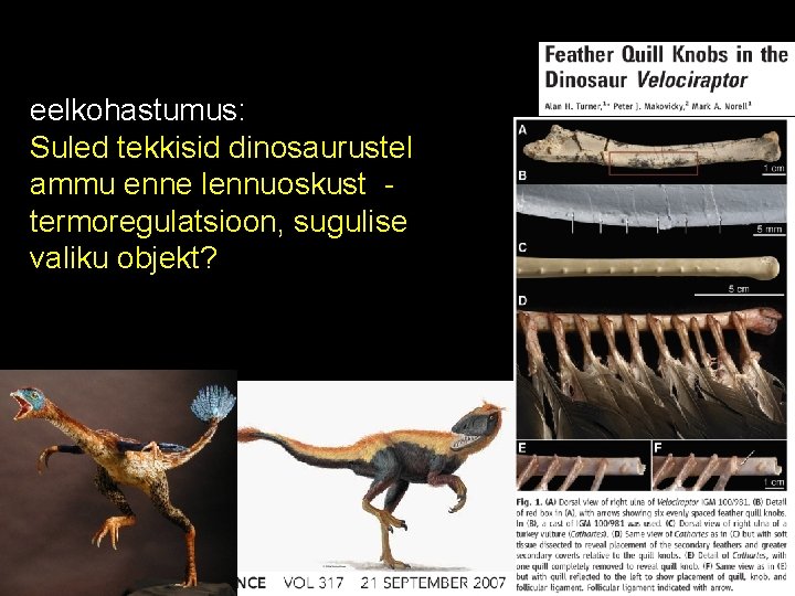 eelkohastumus: Suled tekkisid dinosaurustel ammu enne lennuoskust termoregulatsioon, sugulise valiku objekt? 