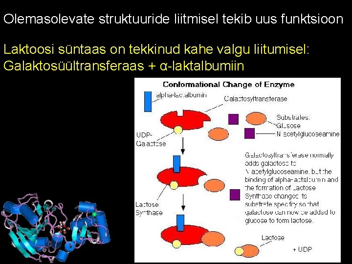 Olemasolevate struktuuride liitmisel tekib uus funktsioon Laktoosi süntaas on tekkinud kahe valgu liitumisel: Galaktosüültransferaas