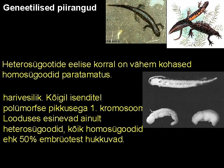 Geneetilised piirangud Heterosügootide eelise korral on vähem kohased homosügoodid paratamatus. harivesilik. Kõigil isenditel polümorfse