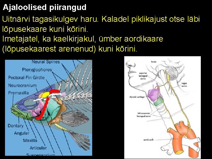 Ajaloolised piirangud Uitnärvi tagasikulgev haru. Kaladel piklikajust otse läbi lõpusekaare kuni kõrini. Imetajatel, ka