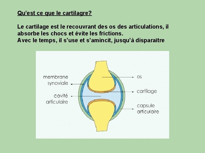 Qu’est ce que le cartilagre? Le cartilage est le recouvrant des os des articulations,