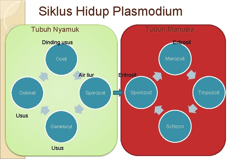 Siklus Hidup Plasmodium Tubuh Nyamuk Tubuh Manusia Dinding usus Eritrosit Merozoit Oosit Air liur