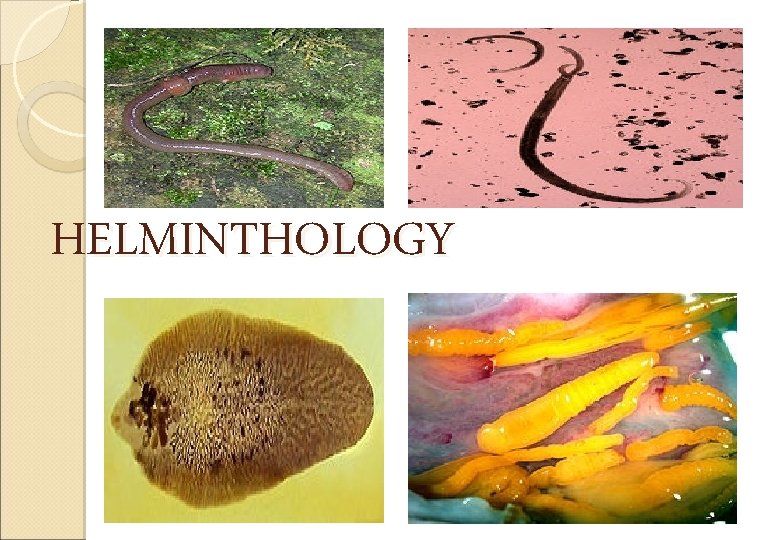 HELMINTHOLOGY 