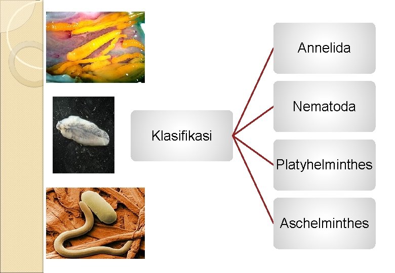 Annelida Nematoda Klasifikasi Platyhelminthes Aschelminthes 