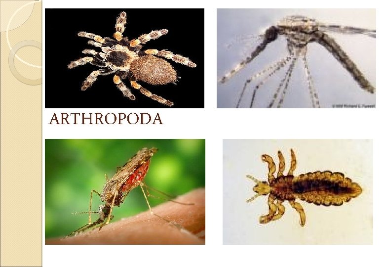 ARTHROPODA 