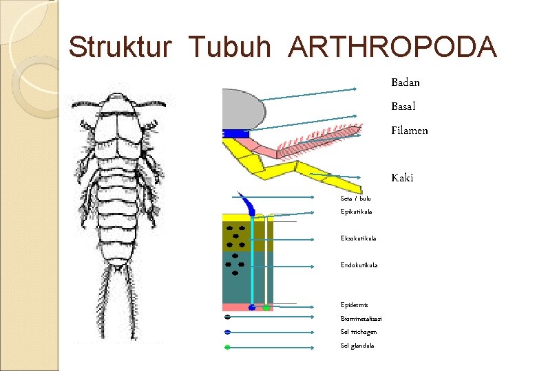 Struktur Tubuh ARTHROPODA Badan Basal Filamen Kaki Seta / bulu Epikutikula Eksokutikula Endokutikula Epidermis