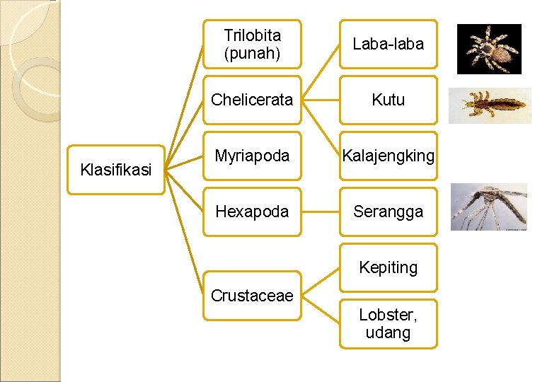 Klasifikasi Trilobita (punah) Laba-laba Chelicerata Kutu Myriapoda Kalajengking Hexapoda Serangga Kepiting Crustaceae Lobster, udang