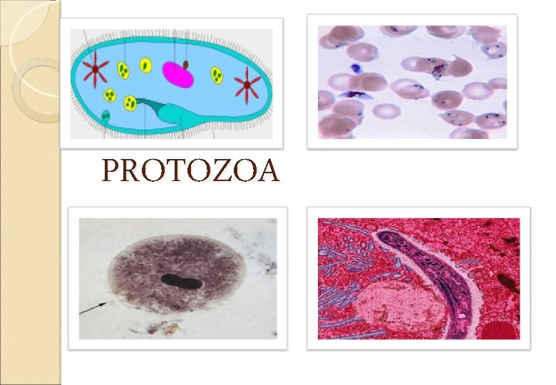 PROTOZOA 