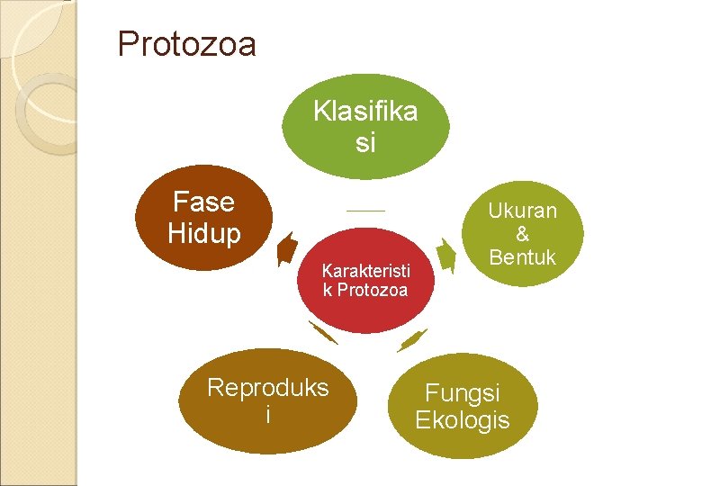 Protozoa Klasifika si Fase Hidup Karakteristi k Protozoa Reproduks i Ukuran & Bentuk Fungsi