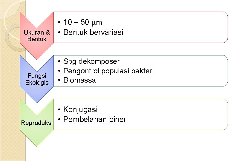 Ukuran & Bentuk Fungsi Ekologis Reproduksi • 10 – 50 μm • Bentuk bervariasi