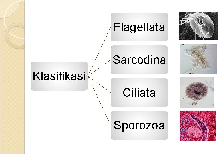 Flagellata Sarcodina Klasifikasi Ciliata Sporozoa 