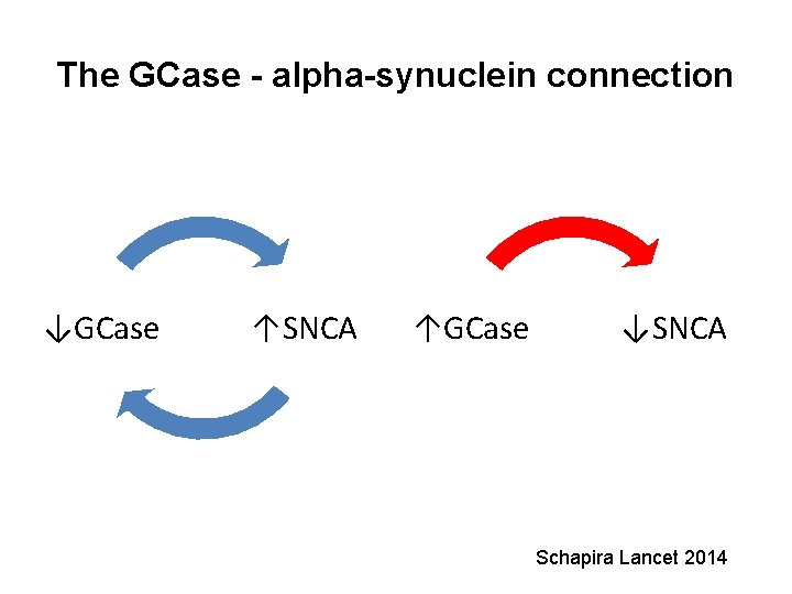 The GCase - alpha-synuclein connection ↓GCase ↑SNCA ↑GCase ↓SNCA Schapira Lancet 2014 