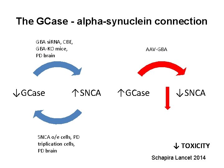 The GCase - alpha-synuclein connection GBA si. RNA, CBE, GBA-KO mice, PD brain ↓GCase