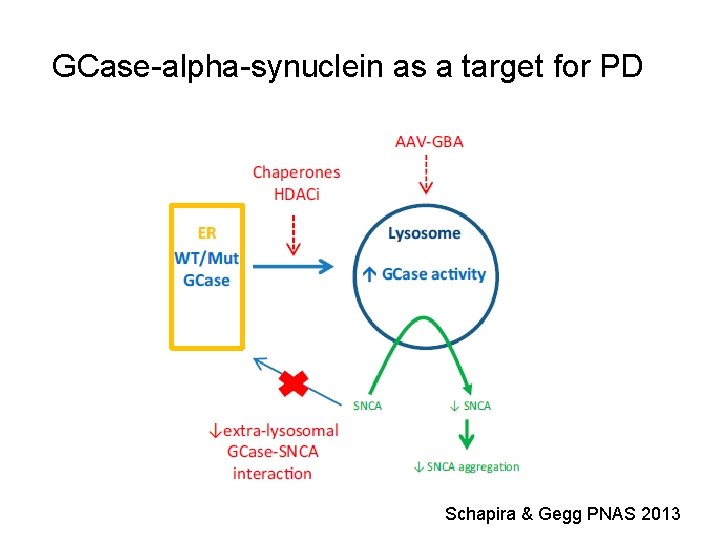 GCase-alpha-synuclein as a target for PD Schapira & Gegg PNAS 2013 