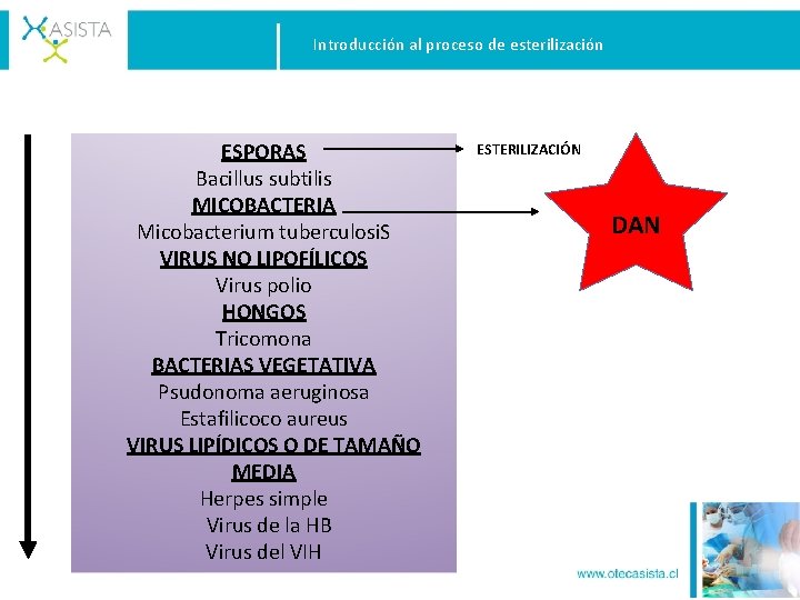 Introducción al proceso de esterilización ESPORAS Bacillus subtilis MICOBACTERIA Micobacterium tuberculosi. S VIRUS NO