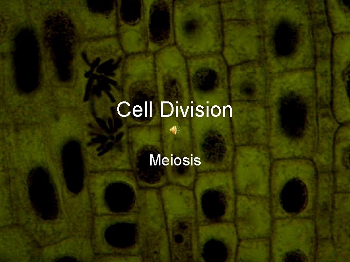 Cell Division Meiosis 