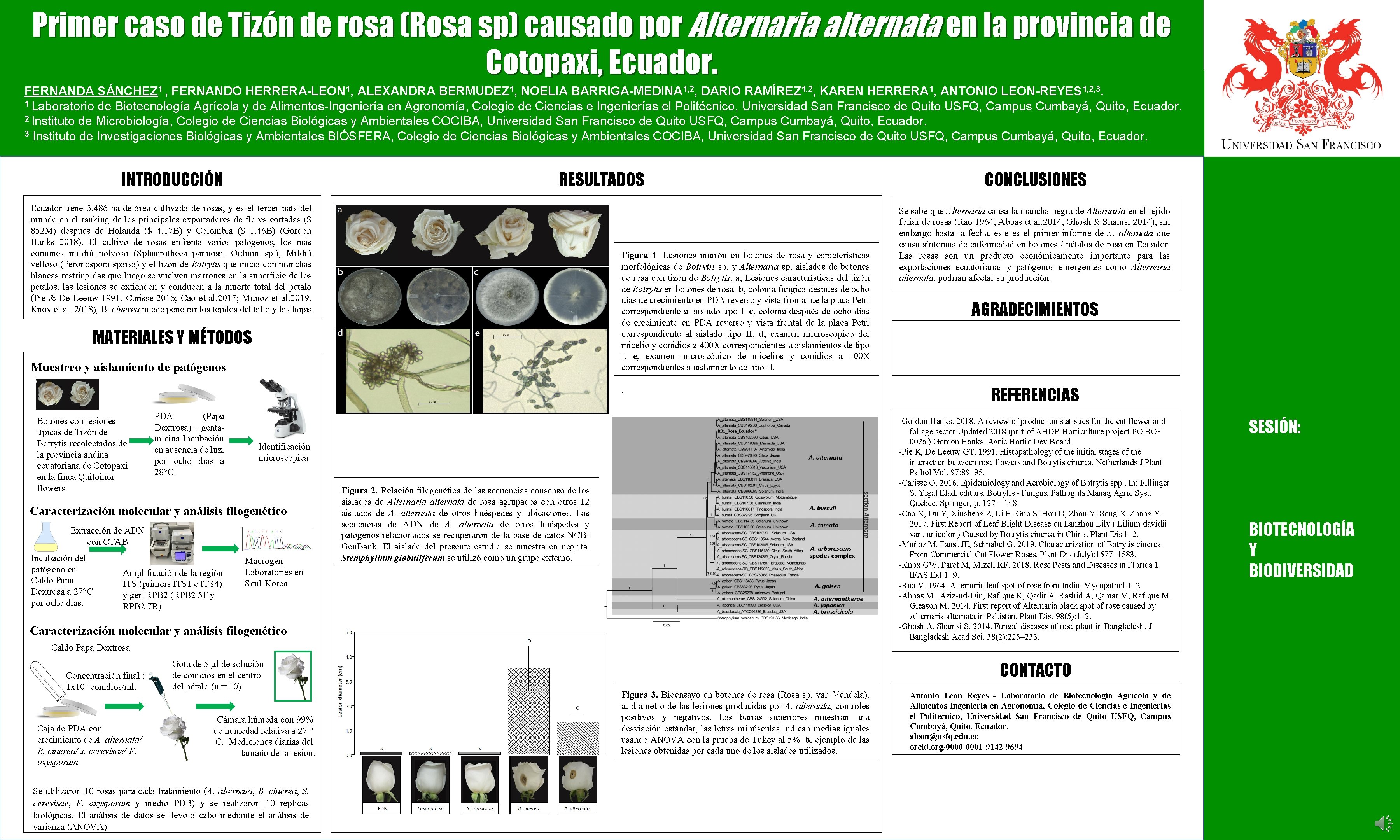 Primer caso de Tizón de rosa (Rosa sp) causado por Alternaria alternata en la