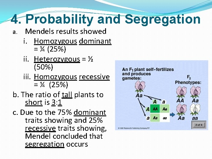 4. Probability and Segregation Mendels results showed i. Homozygous dominant = ¼ (25%) ii.