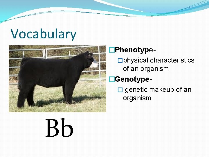Vocabulary �Phenotype�physical characteristics of an organism �Genotype� genetic makeup of an organism Bb 