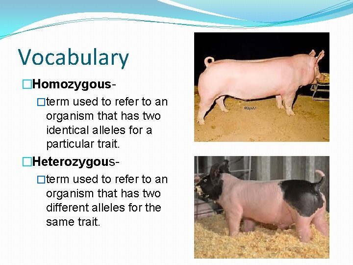 Vocabulary �Homozygous�term used to refer to an organism that has two identical alleles for