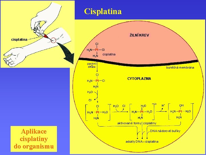 Cisplatina ŽILNÍ KREV cisplatina Pt cisplatina pasivní difůze buněčná membrána CYTOPLAZMA Pt Pt +