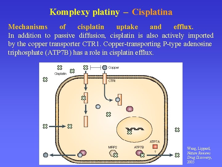 Komplexy platiny – Cisplatina Mechanisms of cisplatin uptake and efflux. In addition to passive