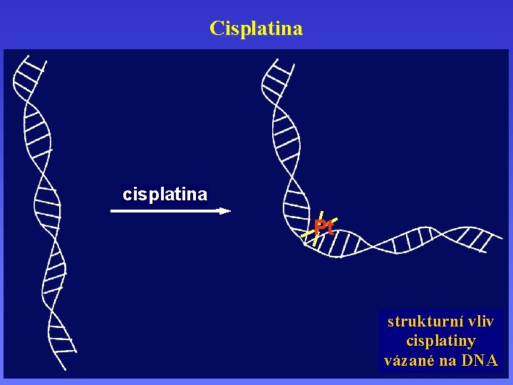 Cisplatina cisplatina Pt strukturní vliv cisplatiny vázané na DNA 