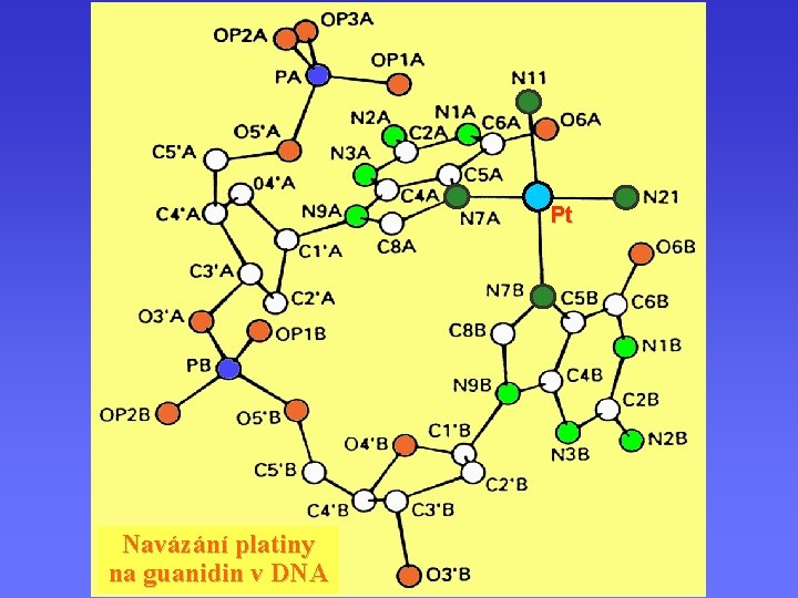 Cisplatina Pt Navázání platiny na guanidin v DNA 