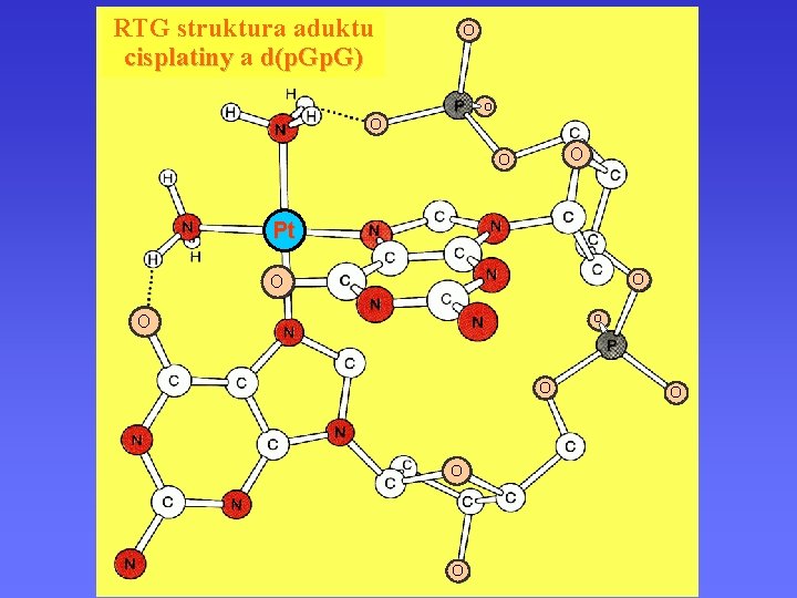 O RTG struktura aduktu platiny cisplatiny a d(Komplexy p. G) O O Pt O