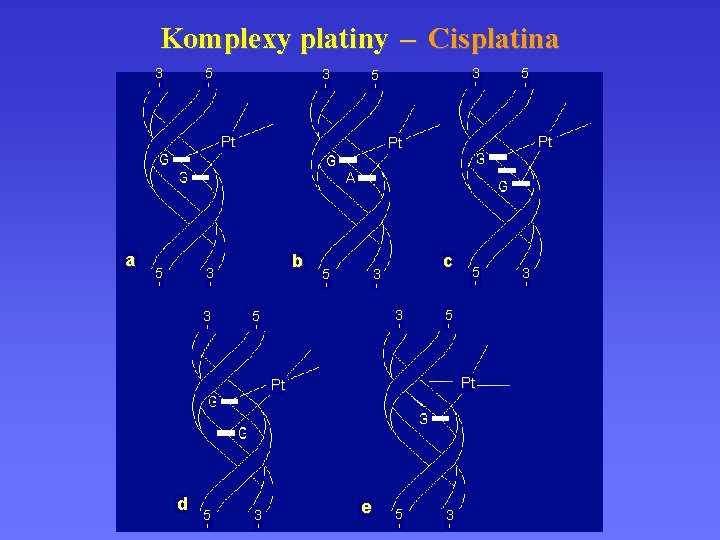 Komplexy platiny – Cisplatina 3 ' 5 ' Pt Pt A a 5 '