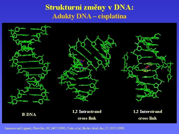 Strukturní změny v DNA: Adukty DNA – cisplatina B-DNA 1, 2 Intrastrand Intra cross-link