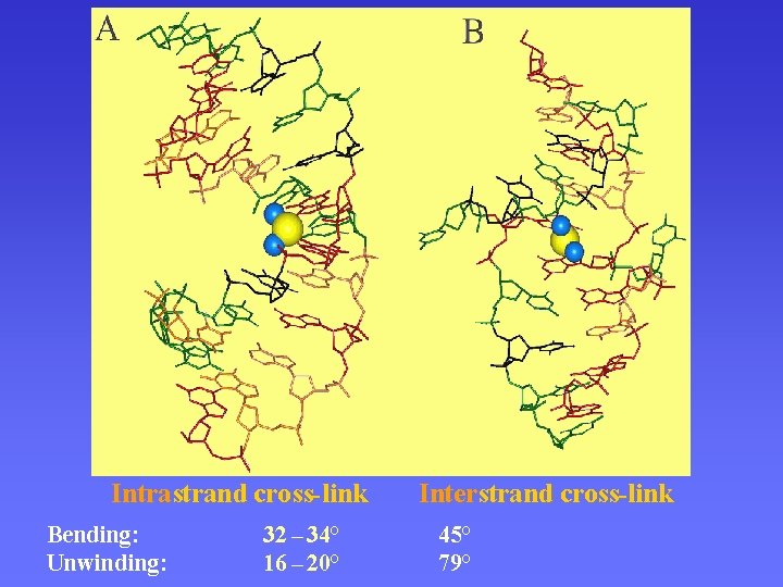 Komplexy platiny – Cisplatina Intrastrand cross-link Bending: Unwinding: 32 – 34° 16 – 20°