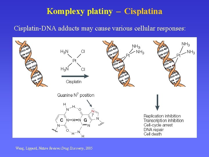 Komplexy platiny – Cisplatina Cisplatin-DNA adducts may cause various cellular responses: Wang, Lippard, Nature