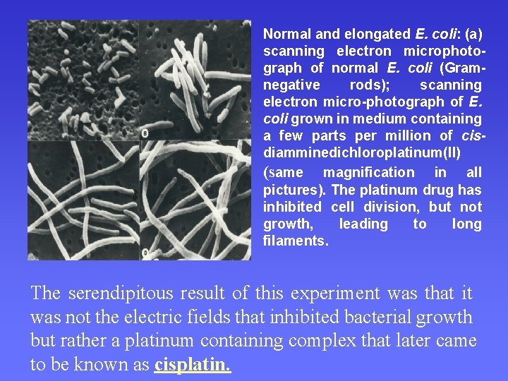 Normal and elongated E. coli: (a) scanning electron microphotograph of normal E. coli (Gramnegative