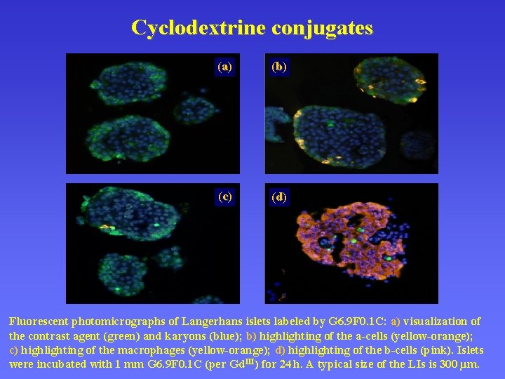 Cyclodextrine conjugates (a) (b ) (c ) (d ) Fluorescent photomicrographs of Langerhans islets