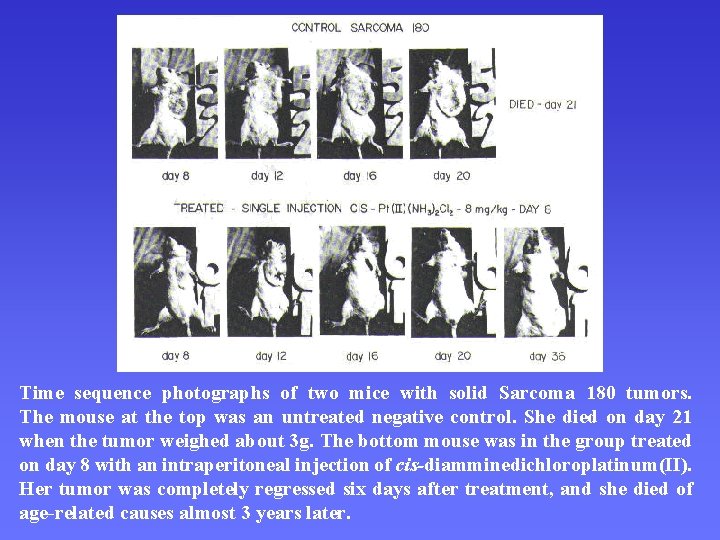 Cisplatina Time sequence photographs of two mice with solid Sarcoma 180 tumors. The mouse