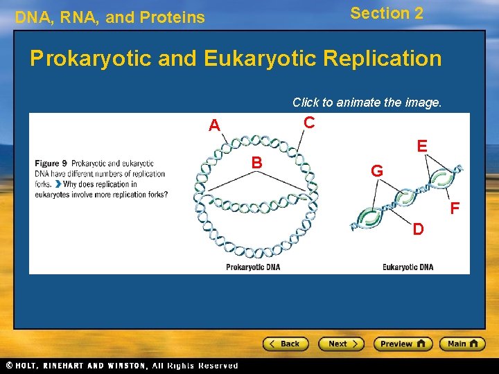 Section 2 DNA, RNA, and Proteins Prokaryotic and Eukaryotic Replication Click to animate the