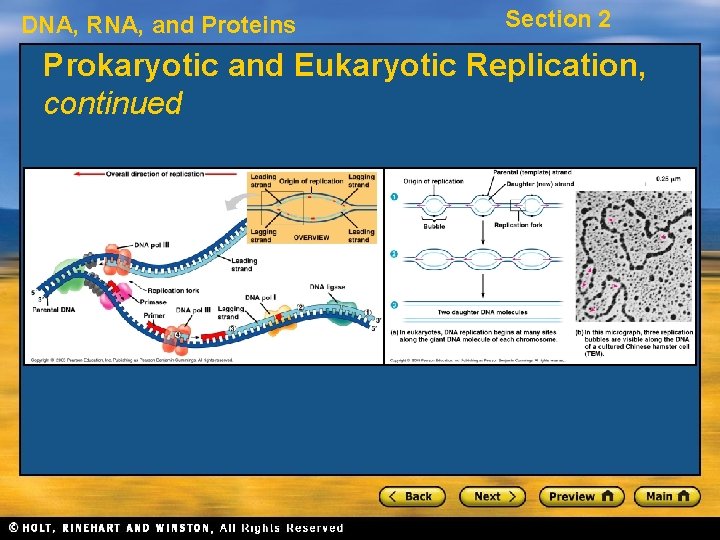 DNA, RNA, and Proteins Section 2 Prokaryotic and Eukaryotic Replication, continued 