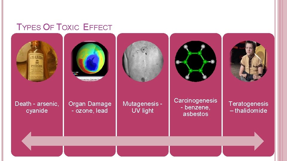 TYPES OF TOXIC EFFECT Death - arsenic, cyanide Organ Damage - ozone, lead Mutagenesis