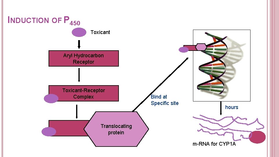 INDUCTION OF P 450 Toxicant Aryl Hydrocarbon Receptor Toxicant-Receptor Complex Bind at Specific site