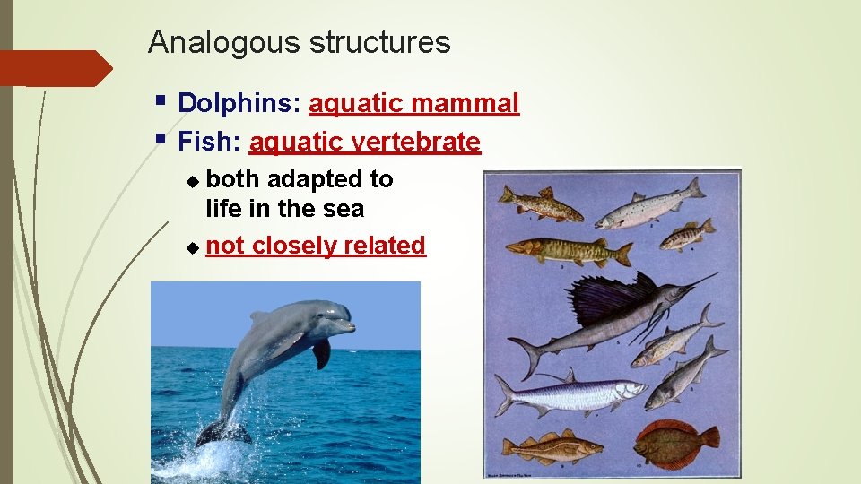 Analogous structures § Dolphins: aquatic mammal § Fish: aquatic vertebrate both adapted to life