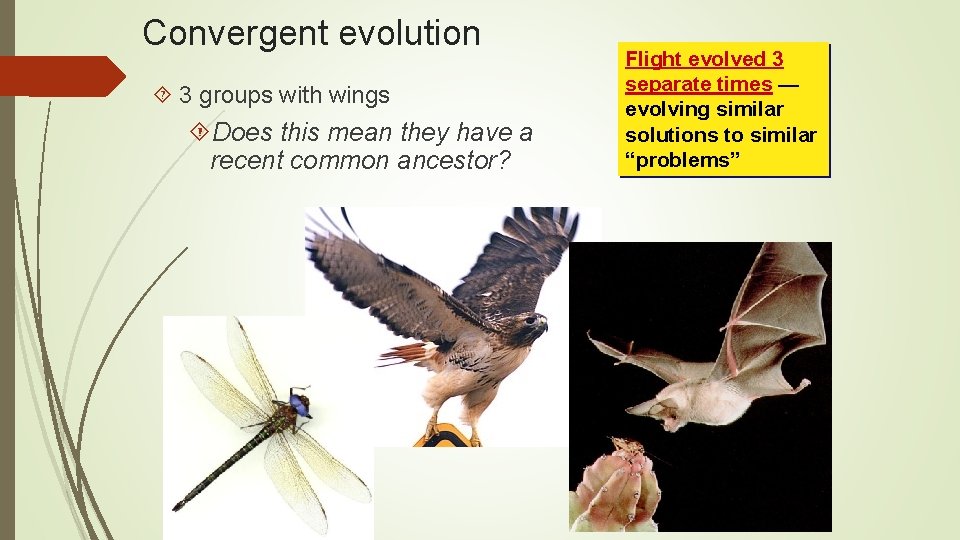 Convergent evolution 3 groups with wings Does this mean they have a recent common