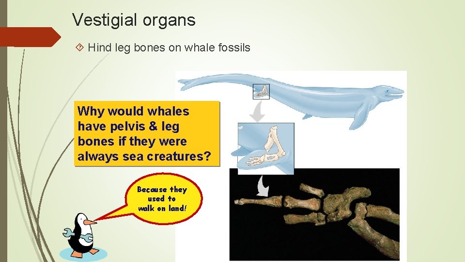 Vestigial organs Hind leg bones on whale fossils Why would whales have pelvis &