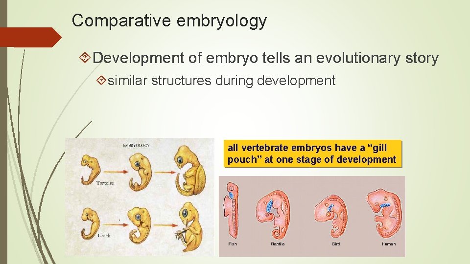 Comparative embryology Development of embryo tells an evolutionary story similar structures during development all