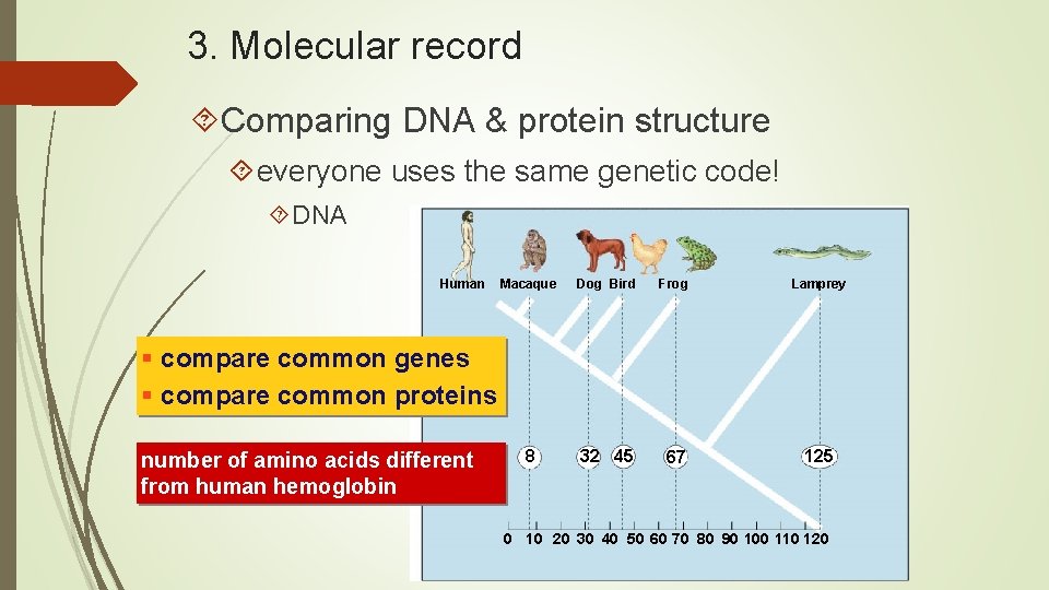 3. Molecular record Comparing DNA & protein structure everyone uses the same genetic code!