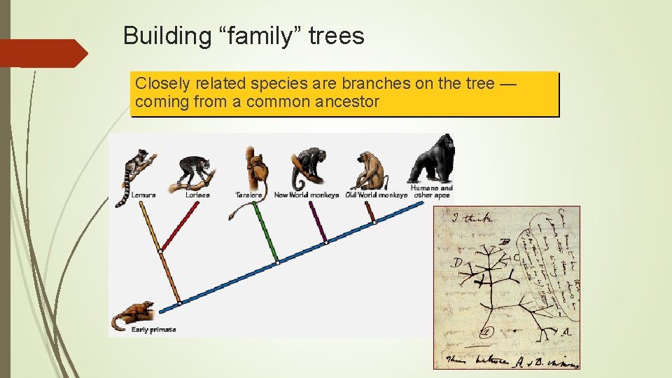 Building “family” trees Closely related species are branches on the tree — coming from